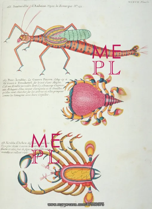 : Colourful illustration of two crabs and a grasshopper : Colourful illustration of two crabs and a grasshopper