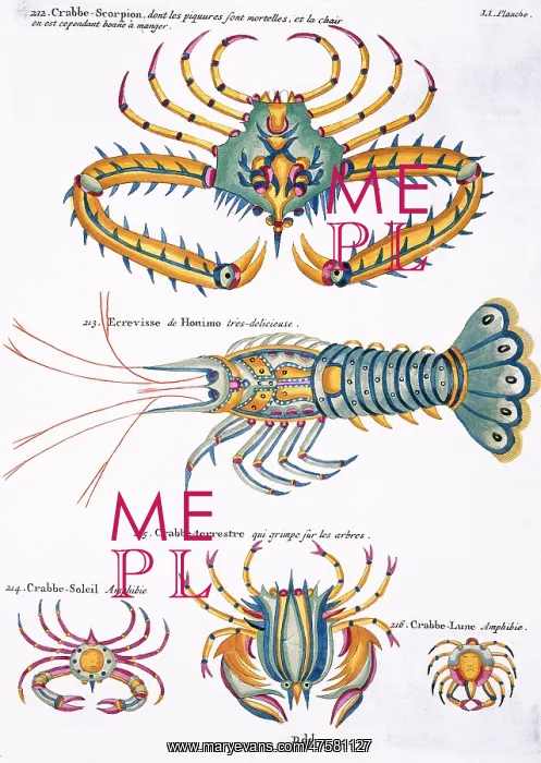 : Colourful illustration of four crabs and a lobster : Colourful illustration of four crabs and a lobster