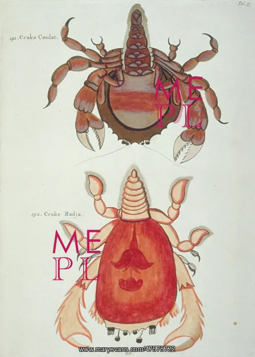 : Colourful illustration of two crustaceans : Colourful illustration of two crustaceans