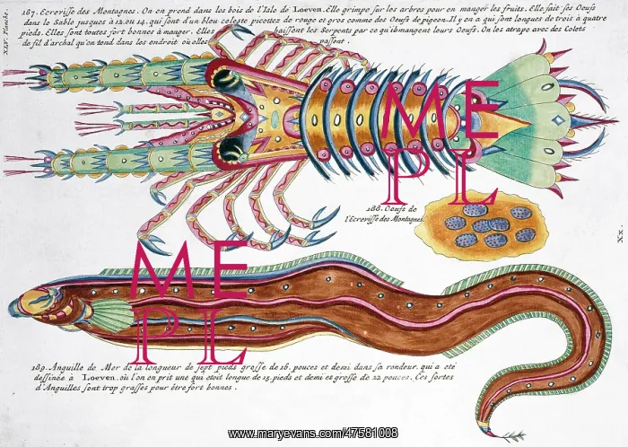 : Colourful illustration of an eel and a crustacean : Colourful illustration of an eel and a crustacean