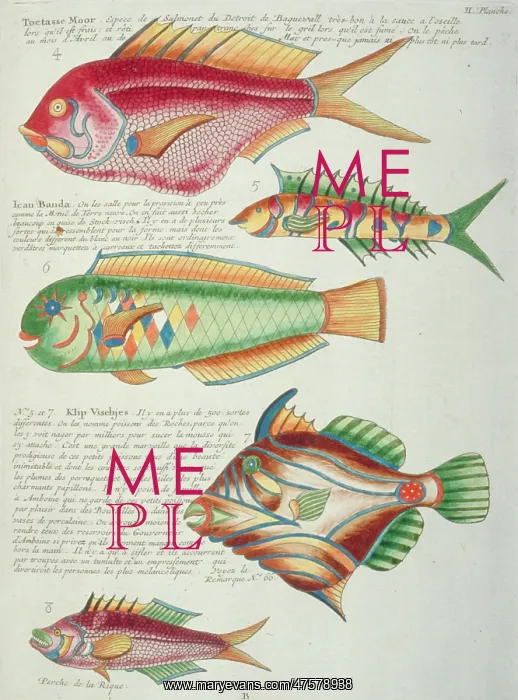 : Colourful illustration of five fish : Colourful illustration of five fish