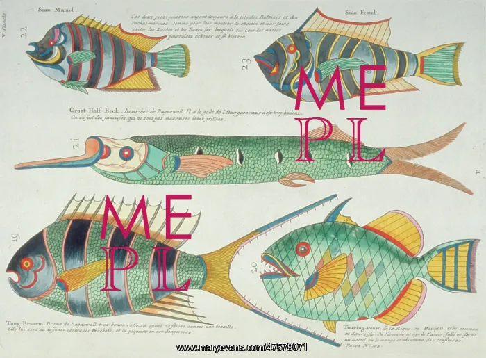 : Colourful illustration of five fish : Colourful illustration of five fish