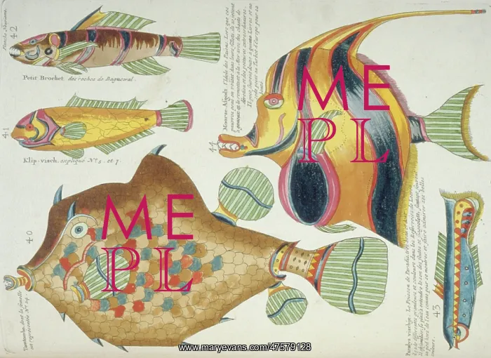 : Colourful illustration of five fish : Colourful illustration of five fish
