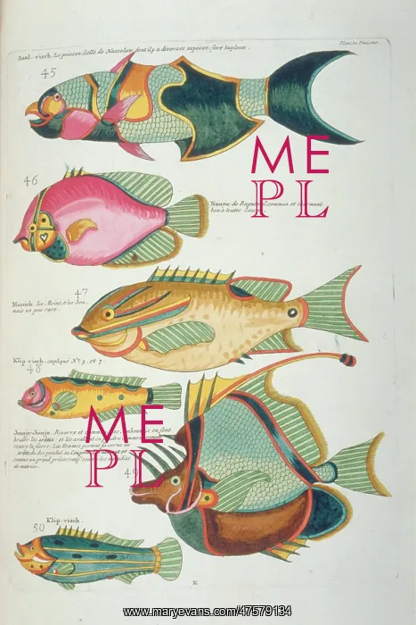 : Colourful illustration of six fish : Colourful illustration of six fish