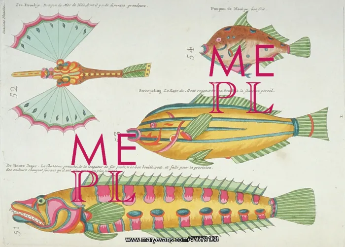 : Colourful illustration of four fish : Colourful illustration of four fish