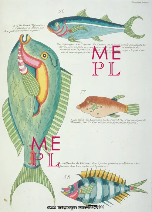 : Colourful illustration of four fish : Colourful illustration of four fish