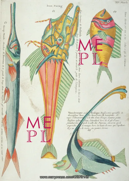 : Colourful illustration of four fish : Colourful illustration of four fish