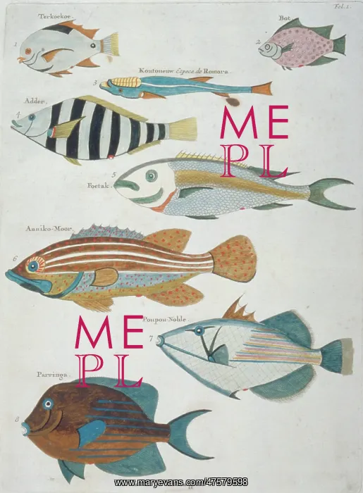 : Colourful illustration of eight fish : Colourful illustration of eight fish
