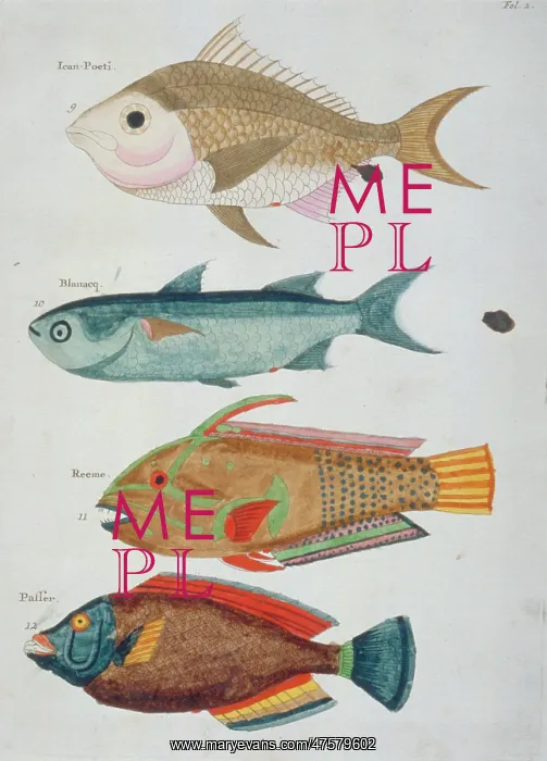 : Colourful illustration of four fish : Colourful illustration of four fish