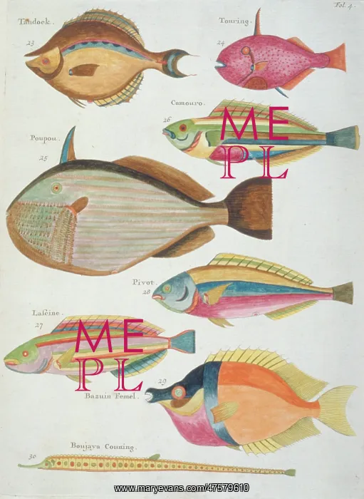 : Colourful illustration of eight fish : Colourful illustration of eight fish