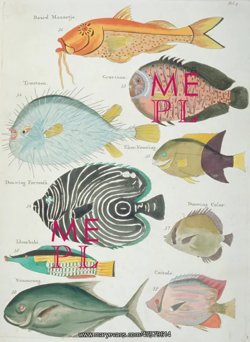 : Colourful illustration of nine fish : Colourful illustration of nine fish