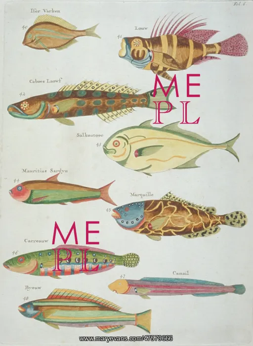 : Colourful illustration of nine fish : Colourful illustration of nine fish
