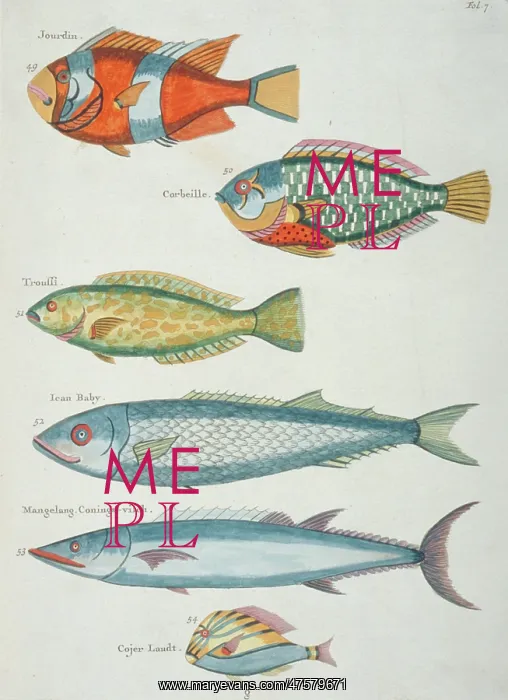 : Colourful illustration of six fish : Colourful illustration of six fish