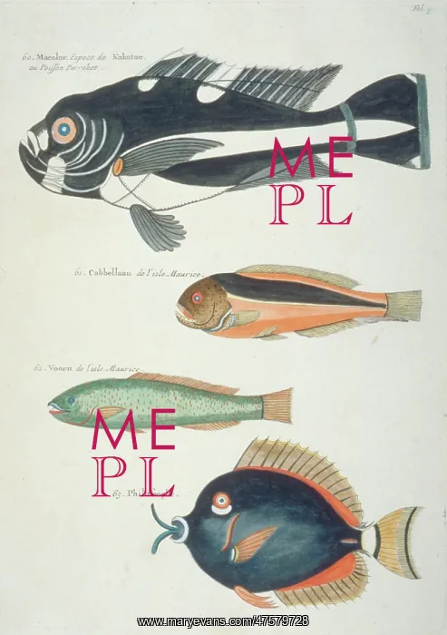 : Colourful illustration of four fish : Colourful illustration of four fish