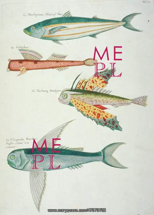: Colourful illustration of four fish : Colourful illustration of four fish