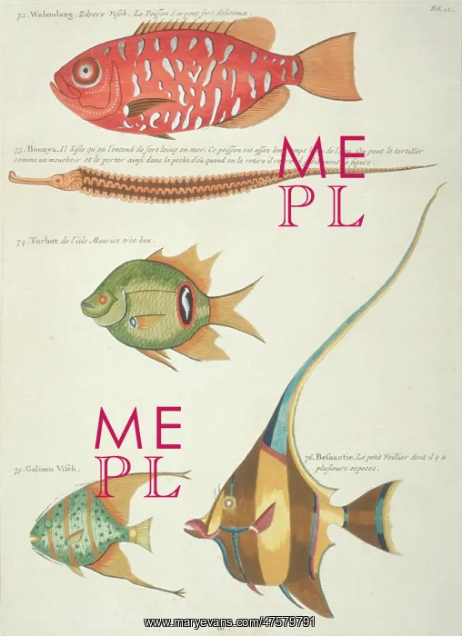 : Colourful illustration of five fish : Colourful illustration of five fish