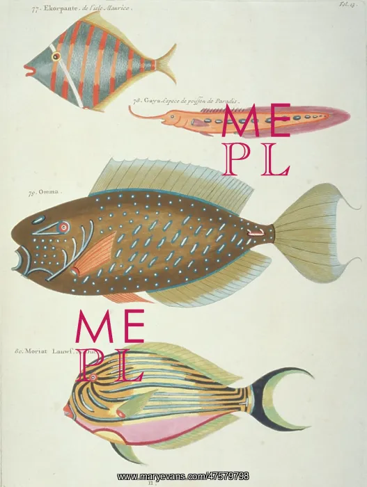 : Colourful illustration of four fish : Colourful illustration of four fish