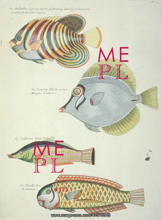 : Colourful illustration of four fish : Colourful illustration of four fish