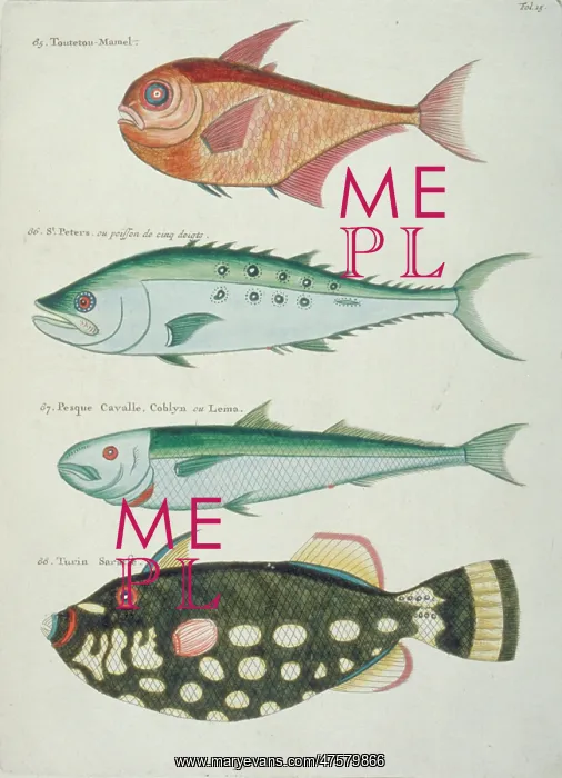 : Colourful illustration of four fish : Colourful illustration of four fish