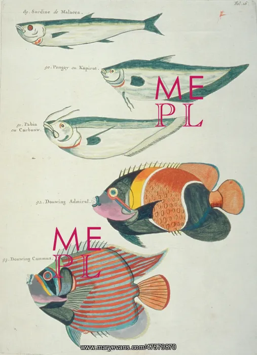 : Colourful illustration of five fish : Colourful illustration of five fish