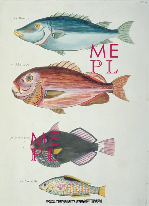 : Colourful illustration of four fish : Colourful illustration of four fish