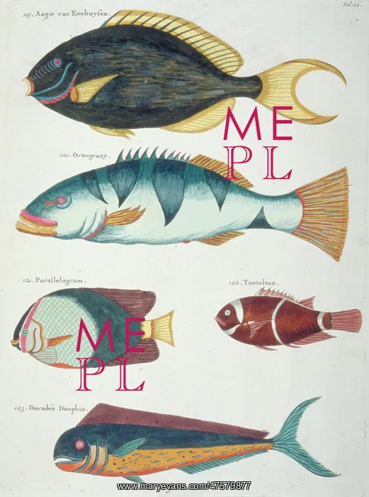 : Colourful illustration of five fish : Colourful illustration of five fish