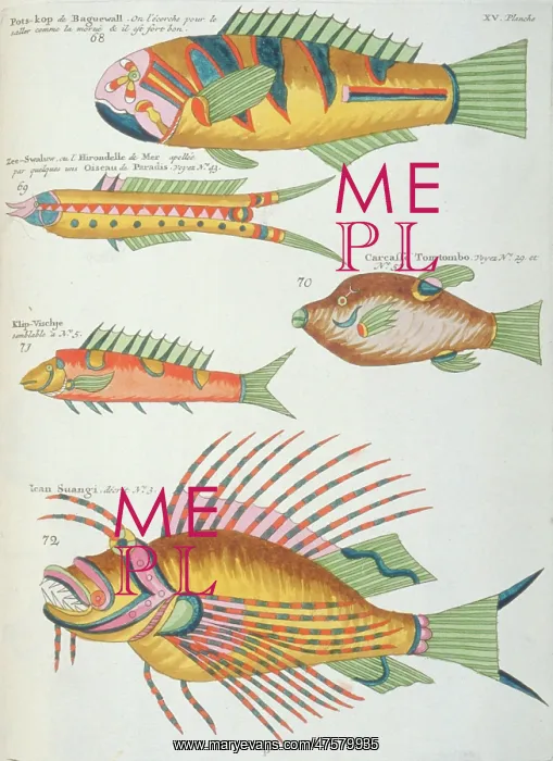 : Colourful illustration of five fish : Colourful illustration of five fish