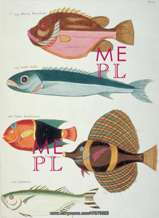 : Colourful illustration of five fish : Colourful illustration of five fish