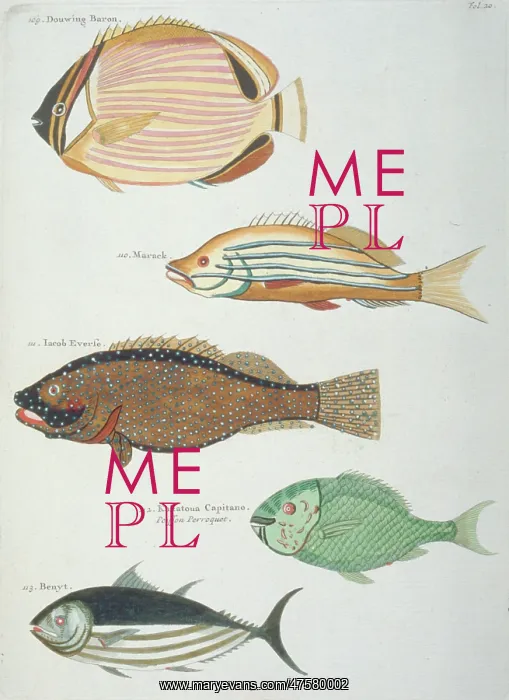 : Colourful illustration of five fish : Colourful illustration of five fish