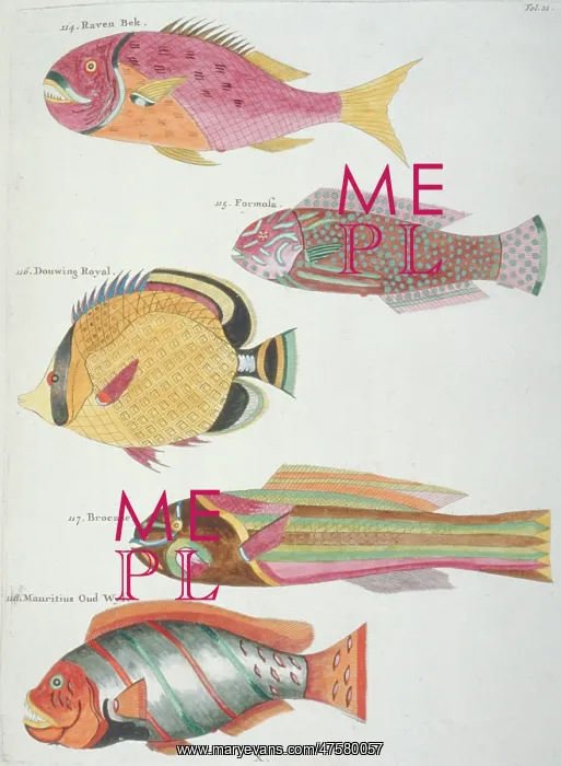  : Colourful illustration of five fish