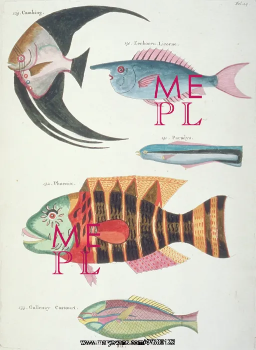 : Colourful illustration of five fish : Colourful illustration of five fish