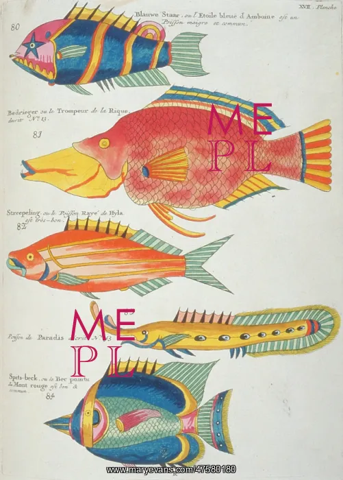 : Colourful illustration of five fish : Colourful illustration of five fish