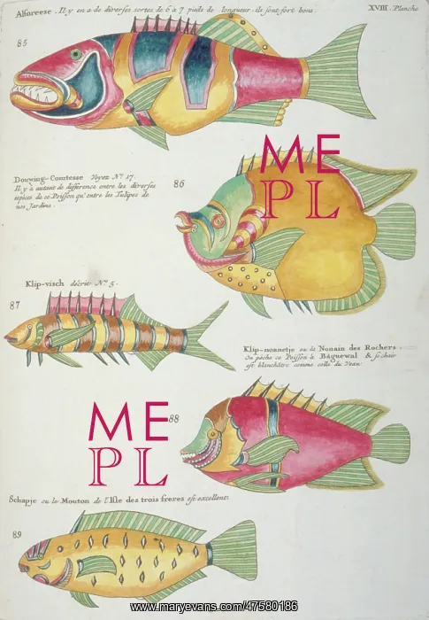 : Colourful illustration of five fish : Colourful illustration of five fish