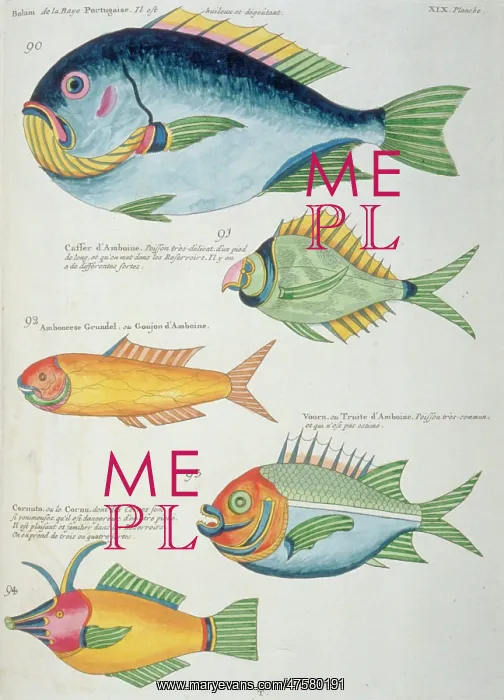 : Colourful illustration of five fish : Colourful illustration of five fish