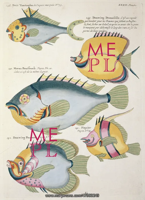 : Colourful illustration of five fish : Colourful illustration of five fish