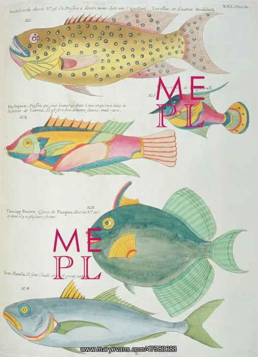 : Colourful illustration of five fish : Colourful illustration of five fish