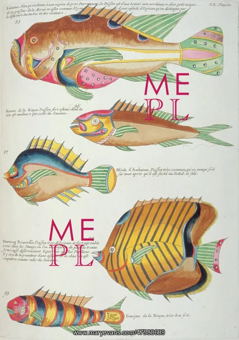 : Colourful illustration of five fish : Colourful illustration of five fish