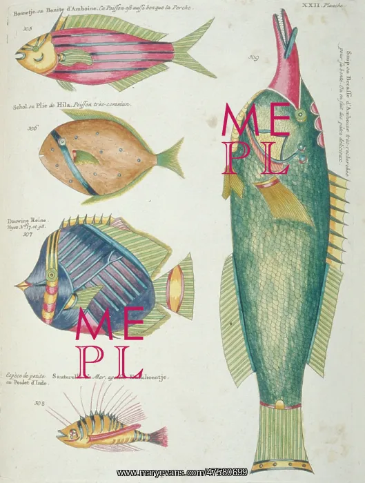 : Colourful illustration of five fish : Colourful illustration of five fish