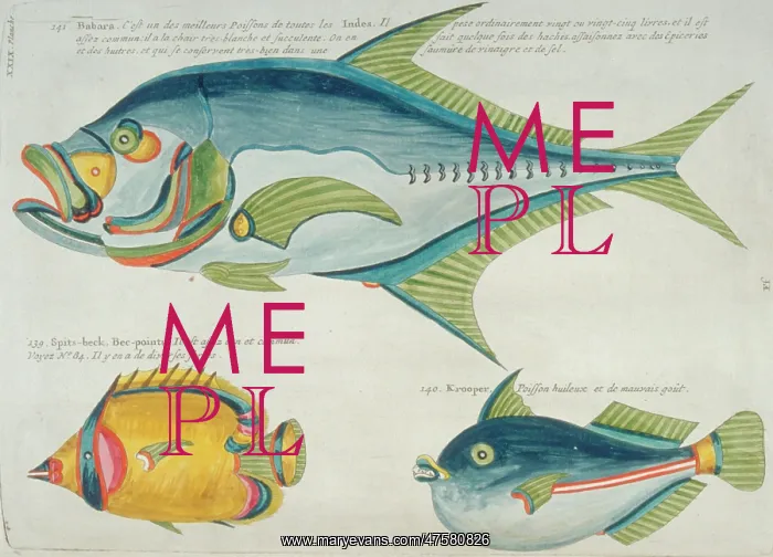 : Colourful illustration of three fish : Colourful illustration of three fish