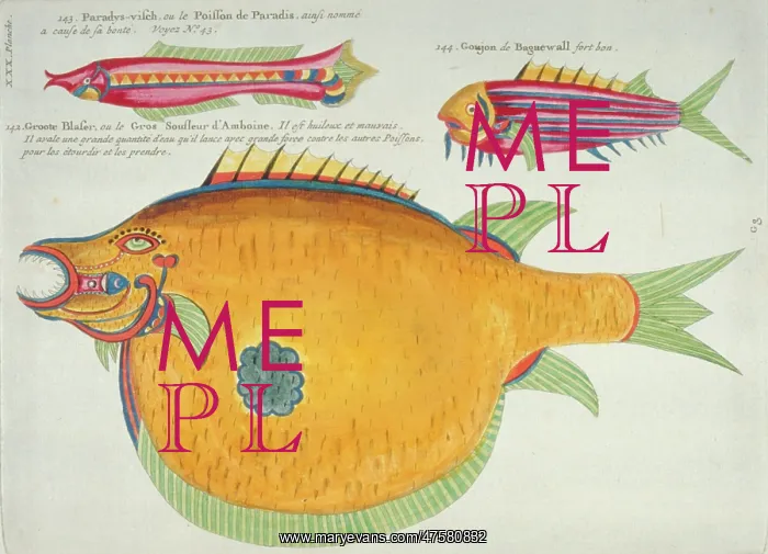 : Colourful illustration of three fish : Colourful illustration of three fish