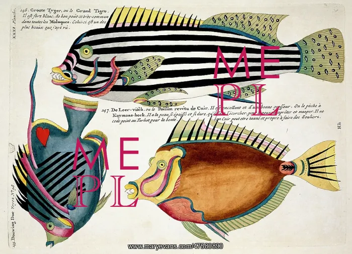 : Colourful illustration of three fish : Colourful illustration of three fish