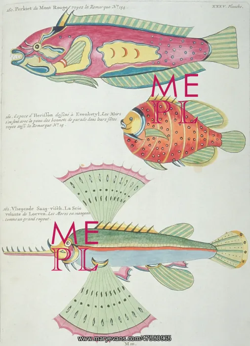 : Colourful illustration of three fish : Colourful illustration of three fish