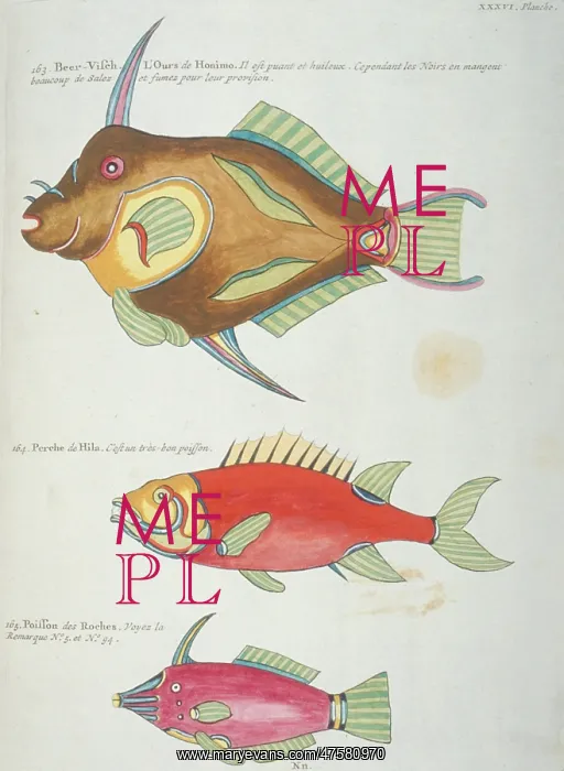 : Colourful illustration of three fish : Colourful illustration of three fish