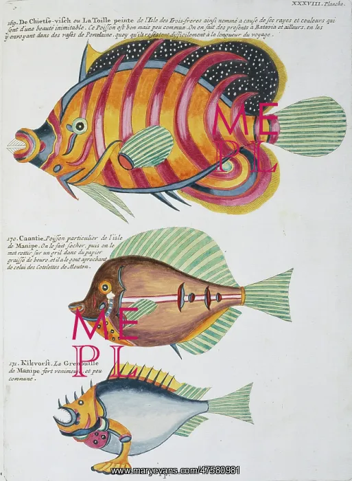 : Colourful illustration of three fish : Colourful illustration of three fish