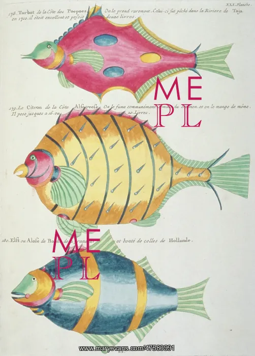 : Colourful illustration of three fish : Colourful illustration of three fish