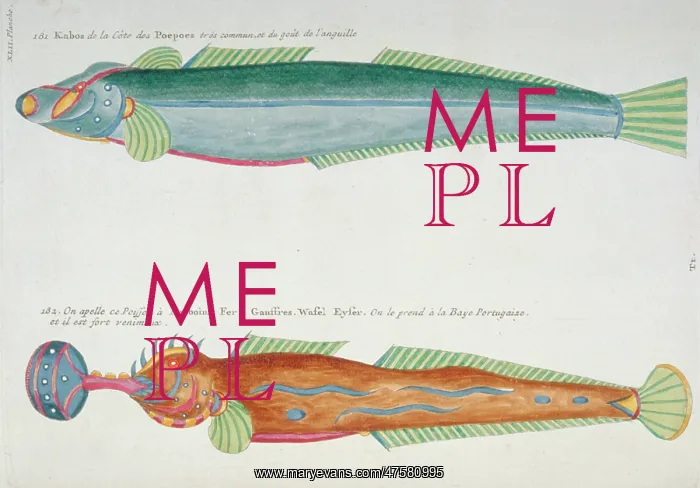 : Colourful illustration of two fish : Colourful illustration of two fish