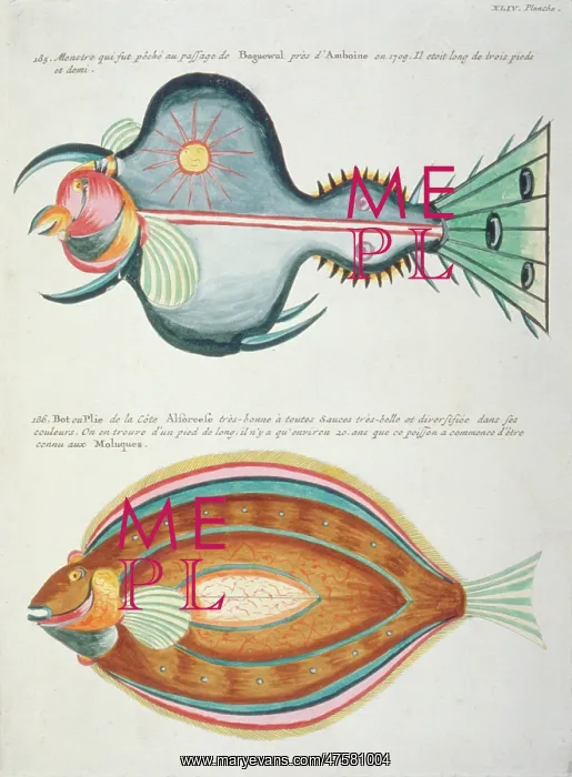 : Colourful illustration of two fish : Colourful illustration of two fish