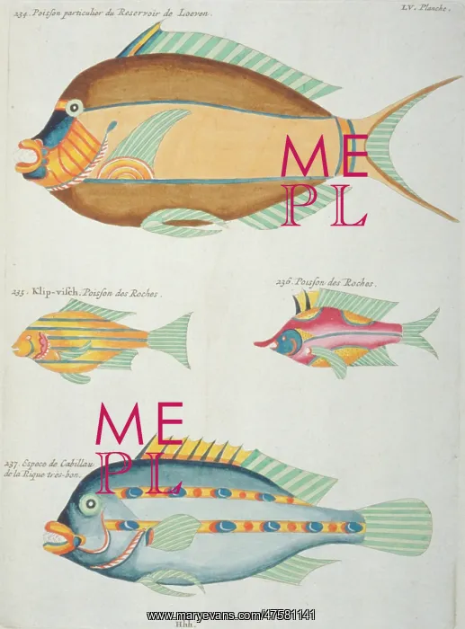 : Colourful illustration of four fish : Colourful illustration of four fish