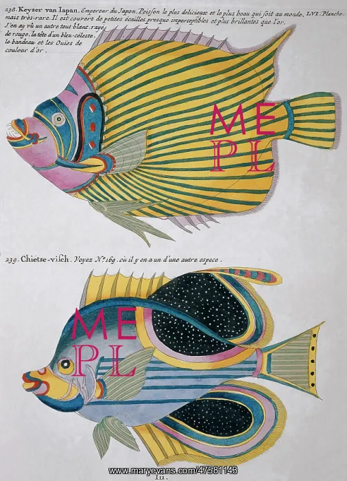 : Colourful illustration of two fish : Colourful illustration of two fish