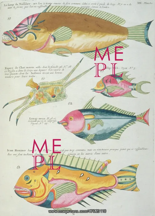 : Colourful illustration of five fish : Colourful illustration of five fish
